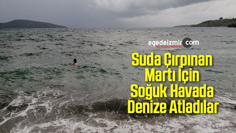 Martı