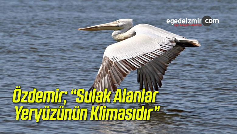 SULAK ALANLAR