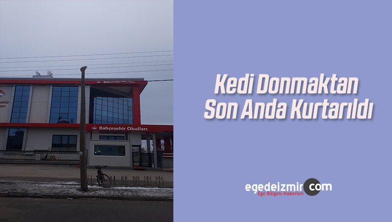kedi