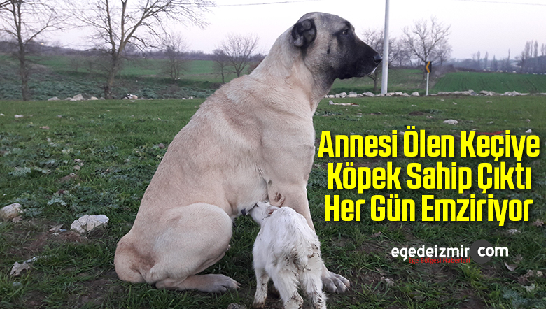 köpek