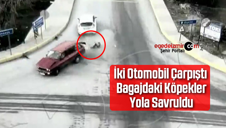 köpekler