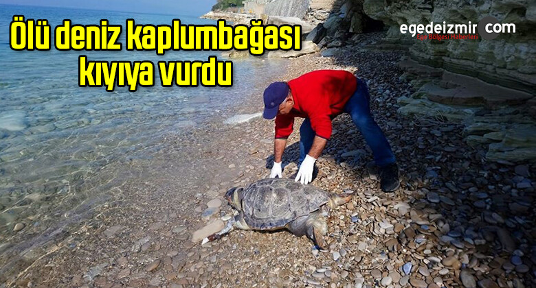 Ölü deniz kaplumbağası kıyıya vurdu