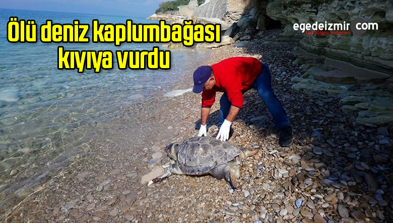 deniz kaplumbağası