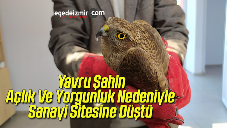 şahin