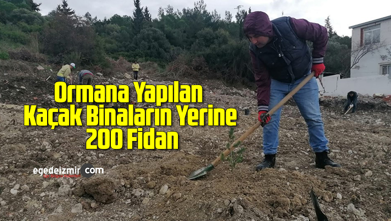 fidan