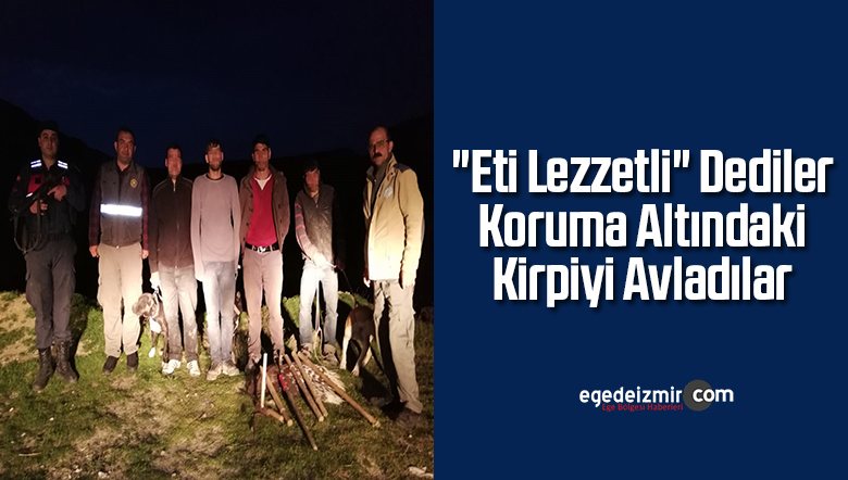 kirpi
