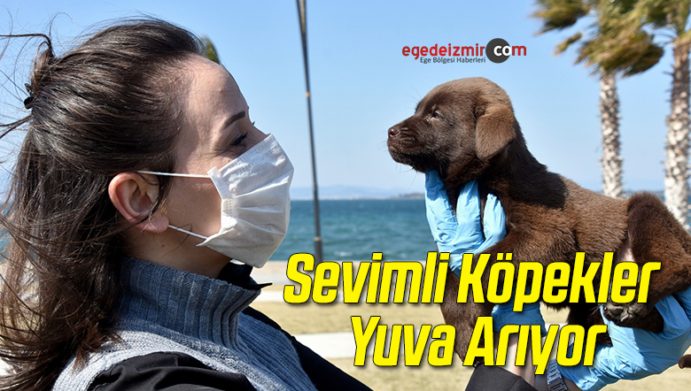 sevimli
