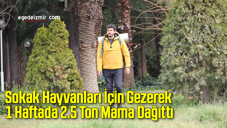 sokak hayvanları
