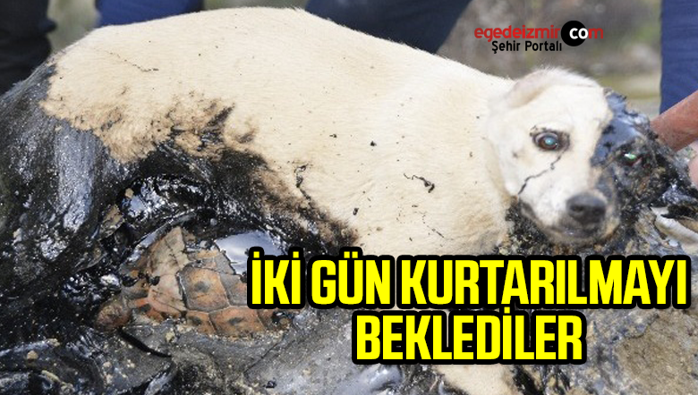 iki