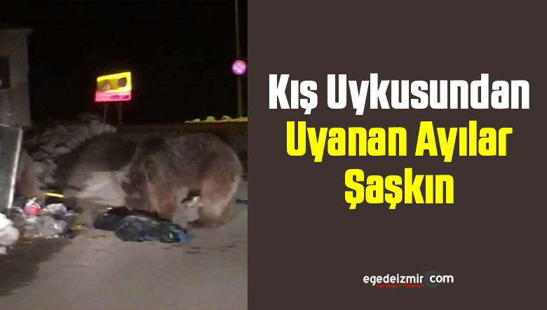 ayı