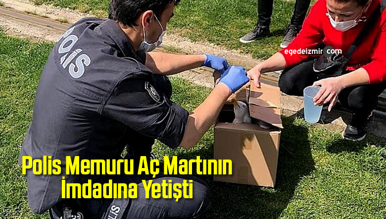 aç martı