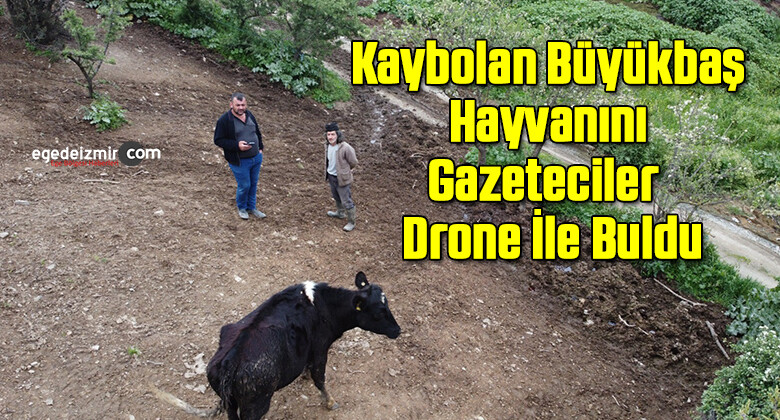 Kaybolan Büyükbaş Hayvanını Gazeteciler Yardımıyla Drone İle Buldu