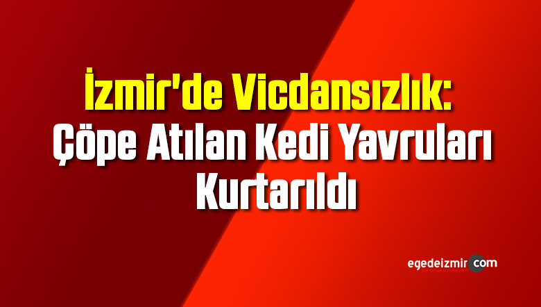 kedi