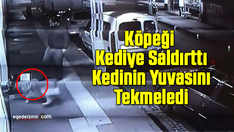 kediye