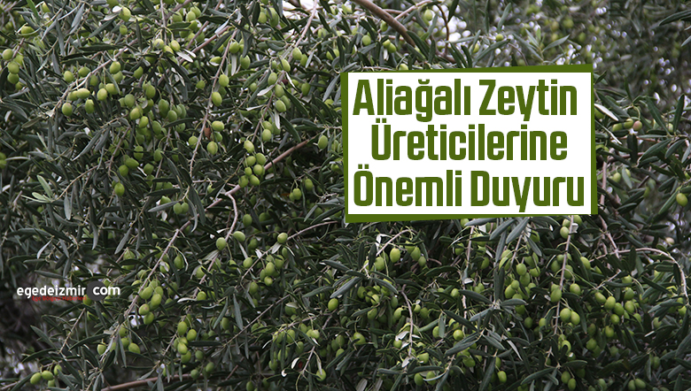 zeytin