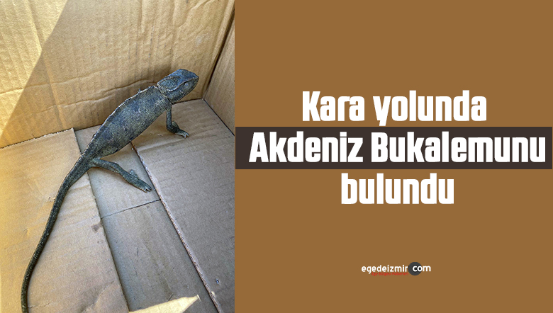akdeniz