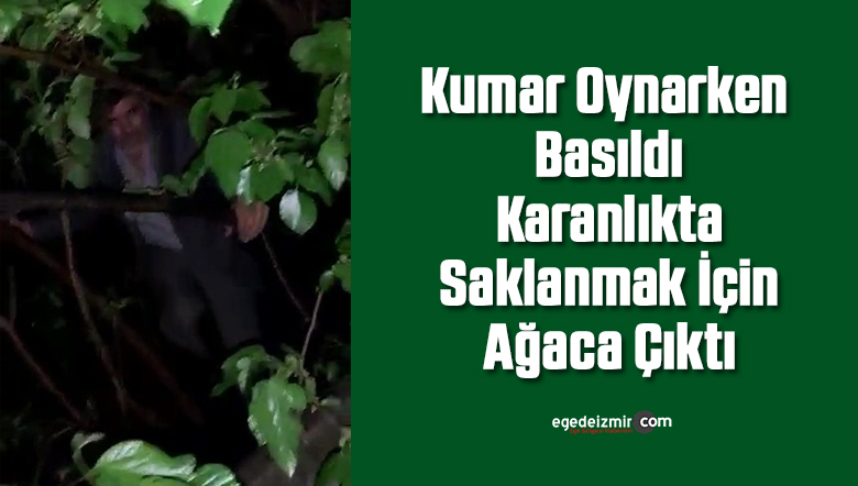 ağaca