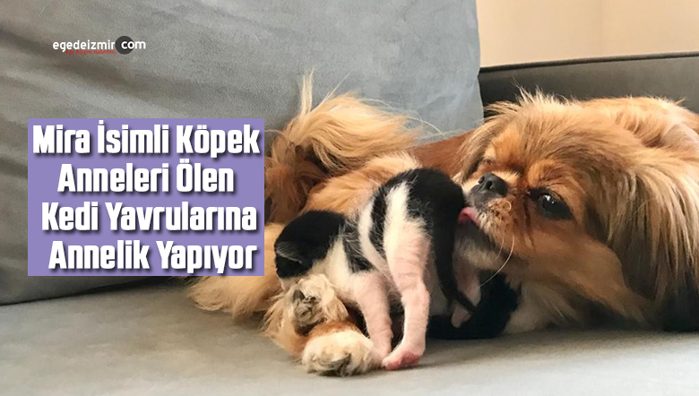kedi