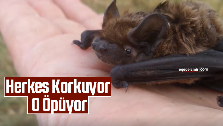 yarasa