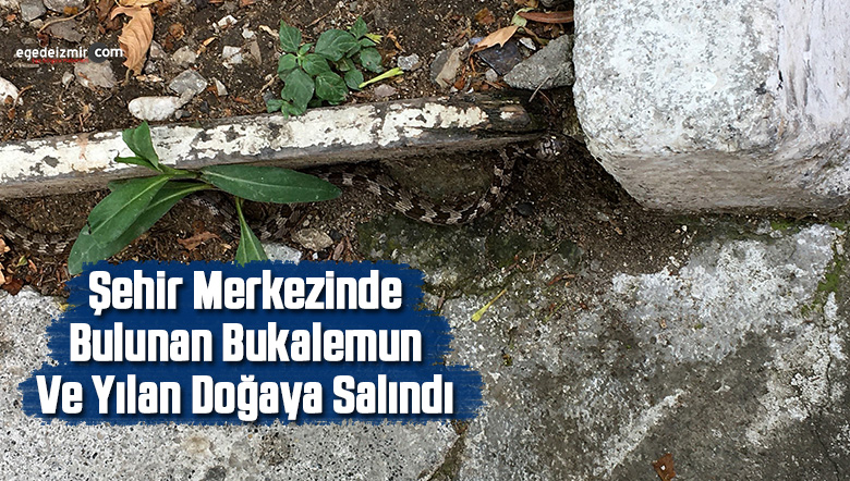 yılan