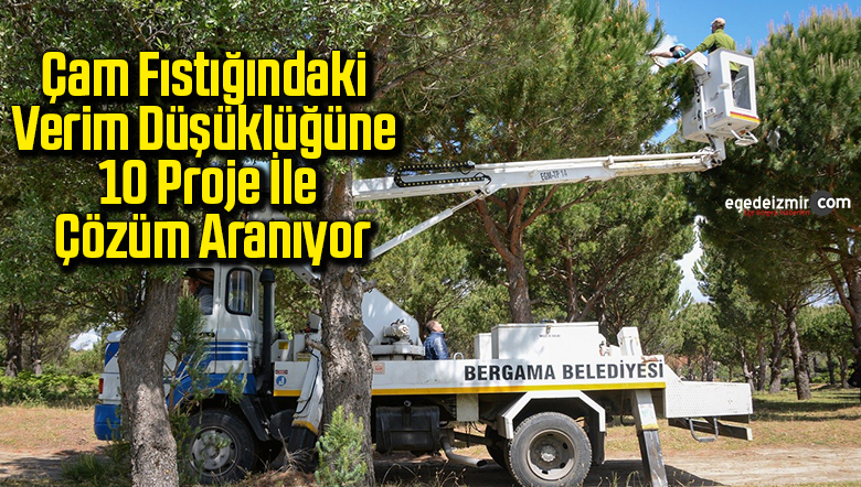 çam