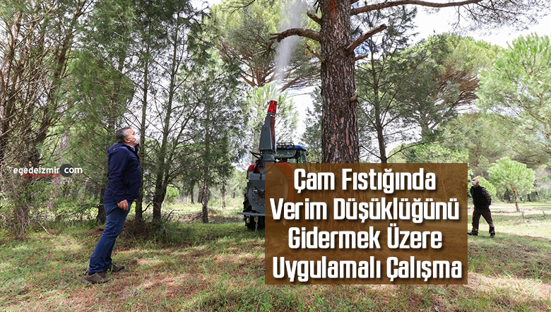 çam