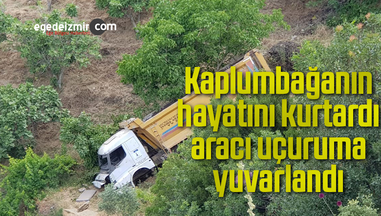 Kaplumbağanın
