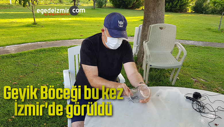 Geyik Böceği