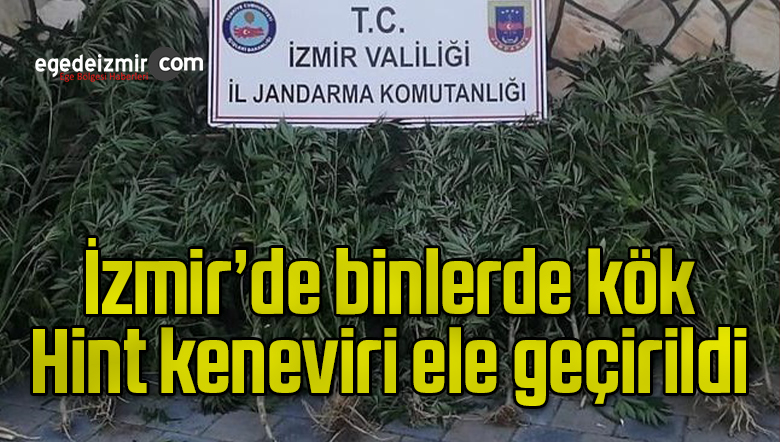 2 bin 33 kök