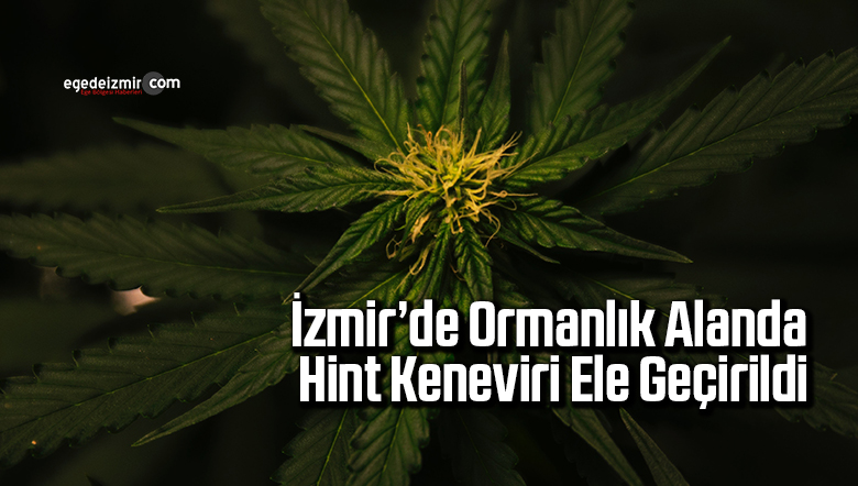 kenevir