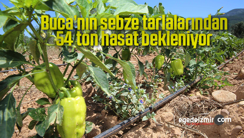 54 ton hasat