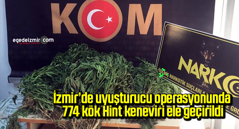 İzmir’de uyuşturucu operasyonunda 774 kök Hint keneviri ele geçirildi