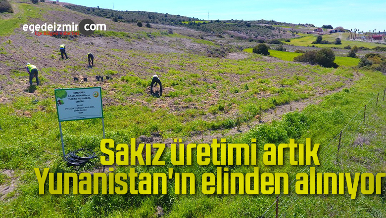 sakız ağaçlandırması