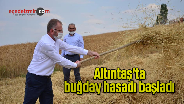 buğday hasadı