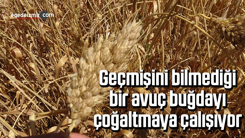 buğday