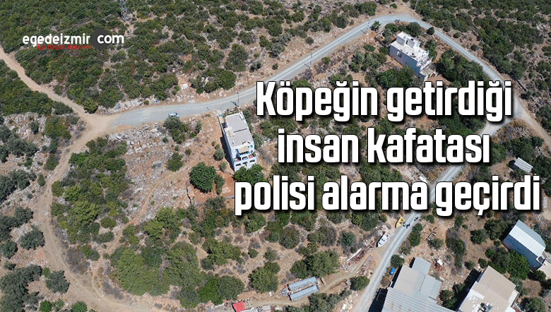 insan