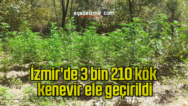 kenevir bitkisi