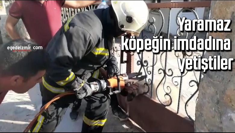 köpek