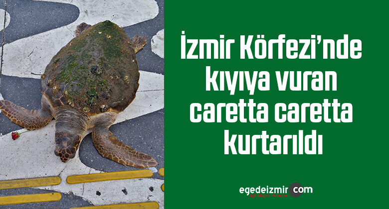 İzmir Körfezi’nde kıyıya vuran caretta caretta kurtarıldı