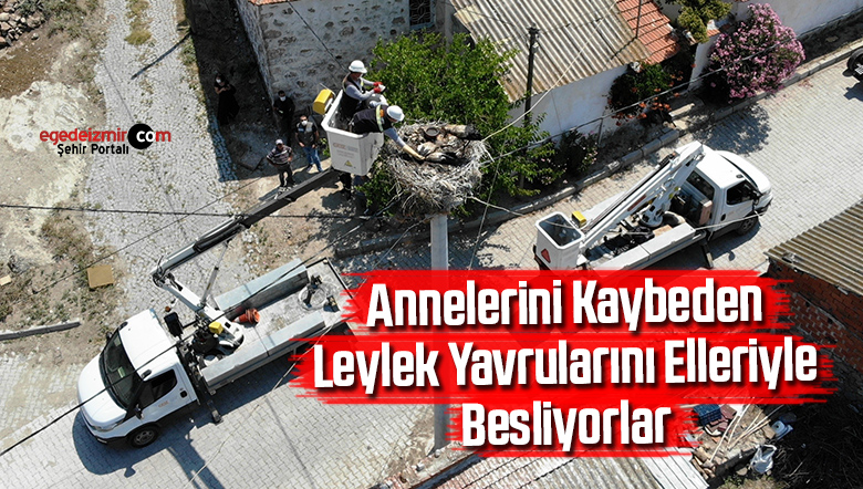 leylek