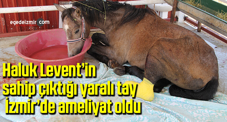 Haluk Levent’in sahip çıktığı yaralı tay, İzmir’de ameliyat oldu
