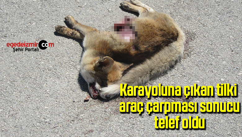 tilki