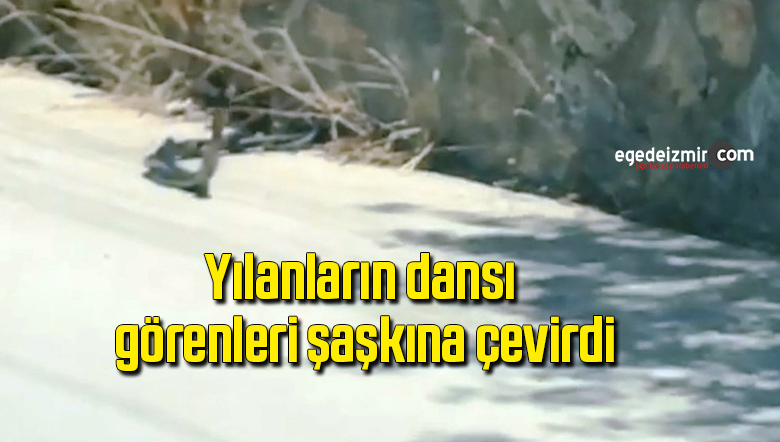 yılan