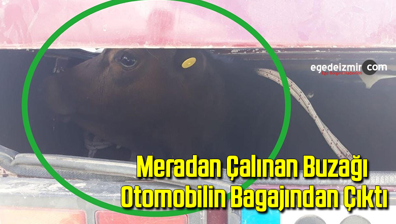 buzağı