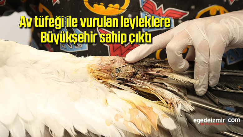 leylek