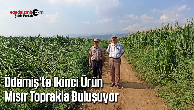 mısır