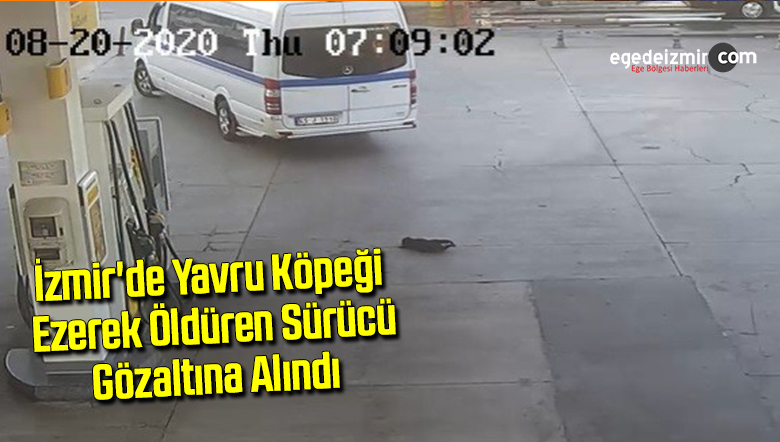 yavru köpek