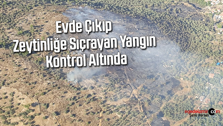 zeytinlik