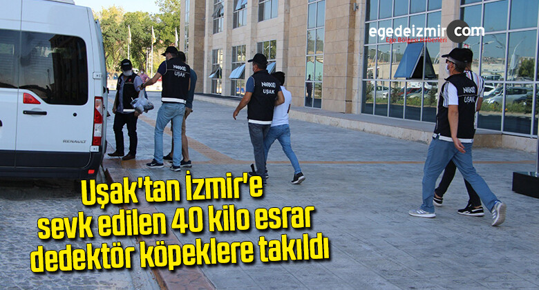 Uşak’tan İzmir’e sevk edilen 40 kilo esrar dedektör köpeklere takıldı
