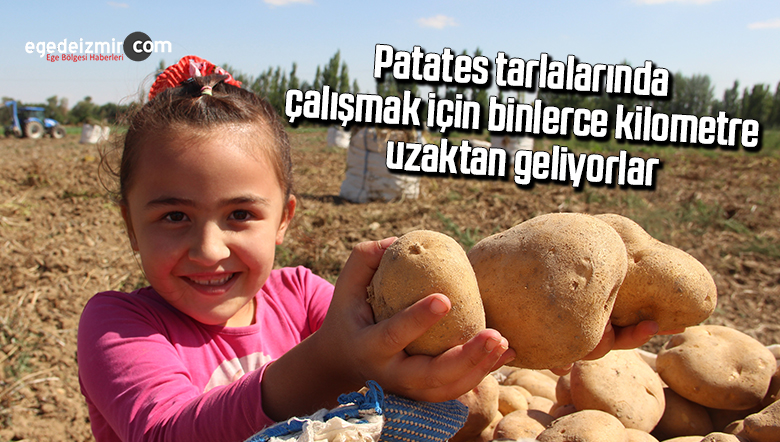 patates